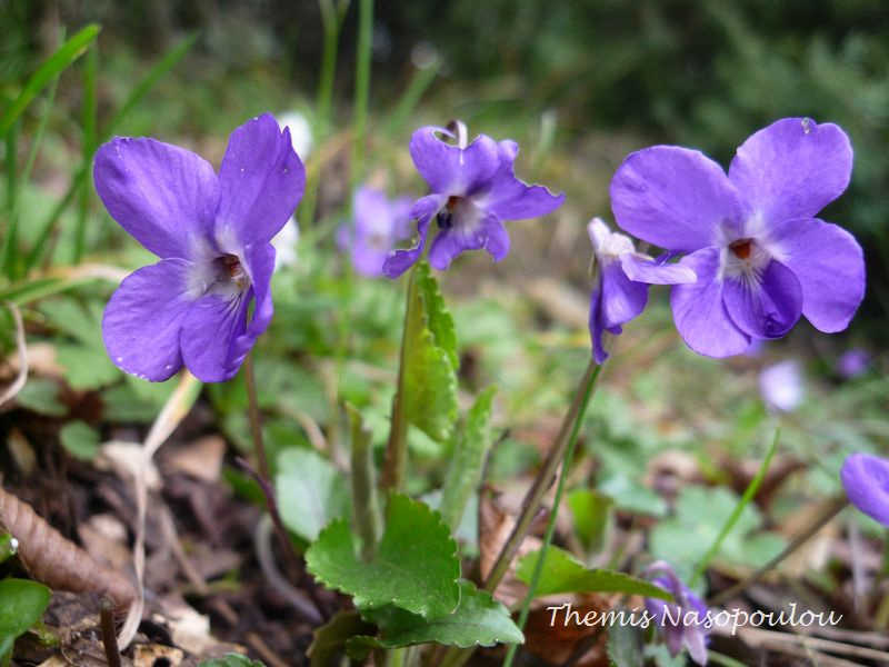 Viola ma che viola e''?